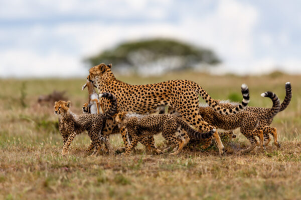 10 Days Tanzania Luxury
