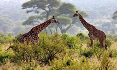 How Much Is A 5 Day Safari In Tanzania?