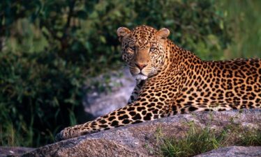 Tanzania Mid-range Safari