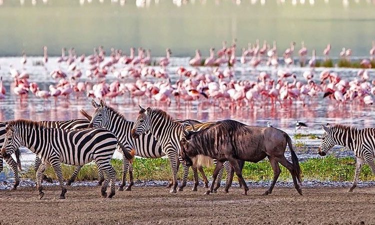 2-Days-Lake-Manyara-Ngorongoro-Crater-Safari-750x700-1-750x450