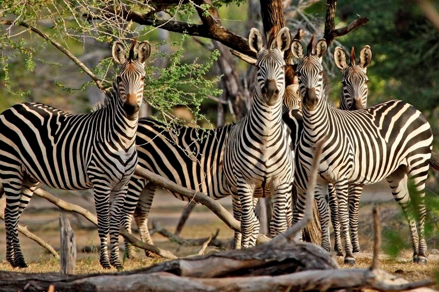 Nyerere National Park