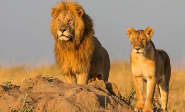 5 days camping Safari