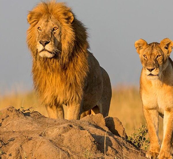 5 days camping Safari