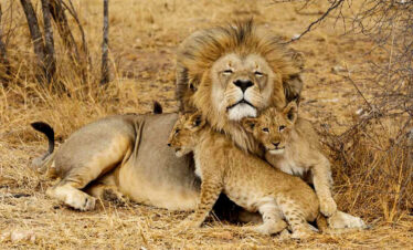 Tanzania Private Safari