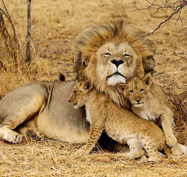 Tanzania Private Safari