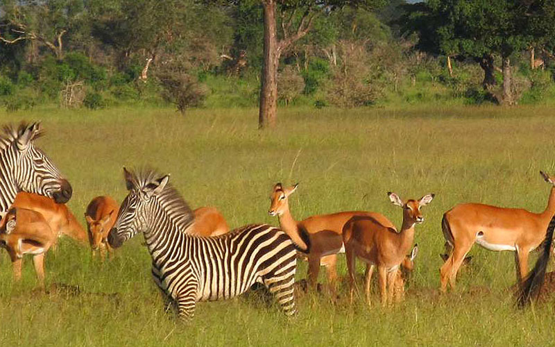 Mikumi-National-Park