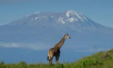 Tanzania Safari With Italian Speaking Guide