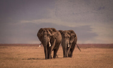 Serengeti National Park