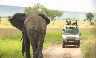 Tanzania Budget Safari