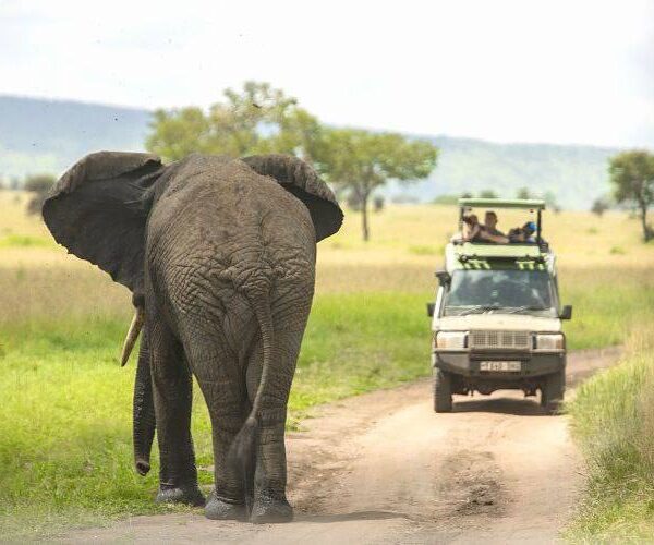 Tanzania Budget Safari