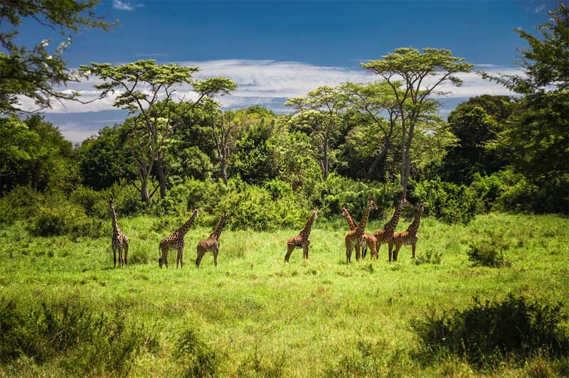 5 Days Tanzania Luxury Safari