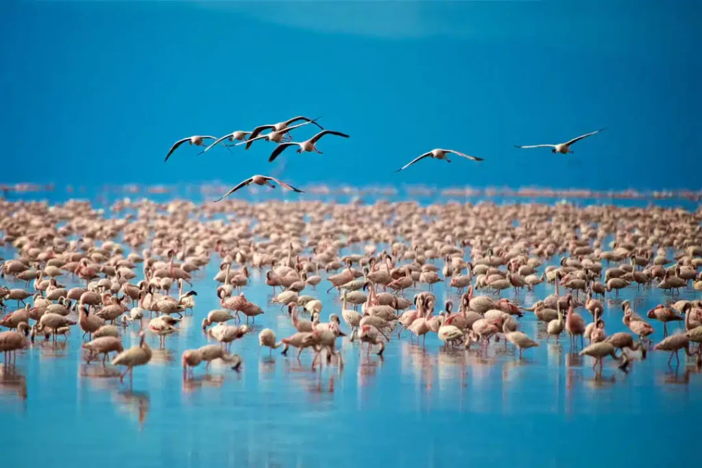 4 Days Tanzania Luxury Safari
