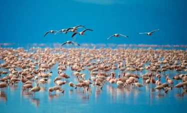 Gluten Free Tanzania Safari Meals