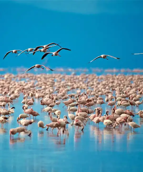 4 Days Tanzania Luxury Safari