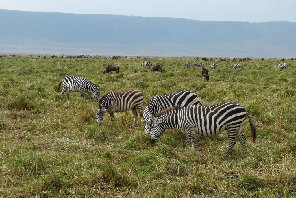 8 Day Tanzania Luxury Safari