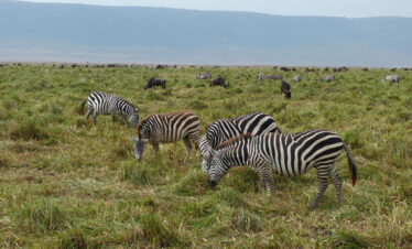 9 Days Tanzania Family Safari