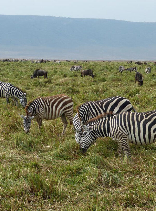 8 Day Tanzania Luxury Safari