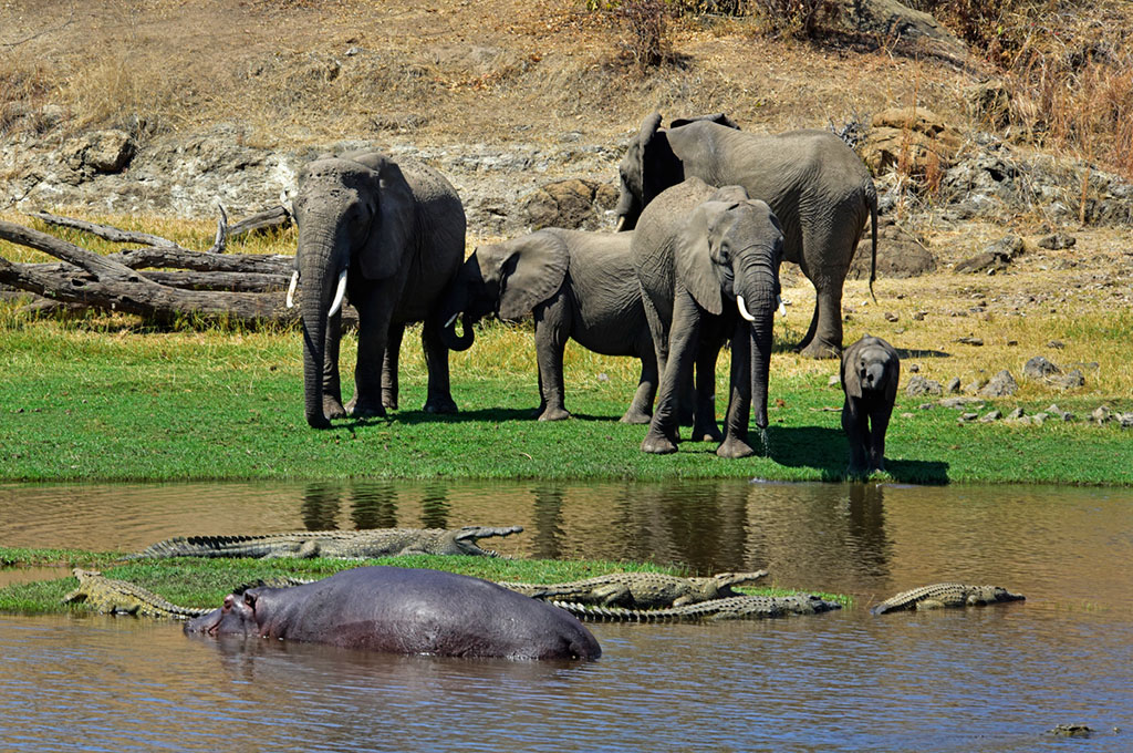 ruaha National Park