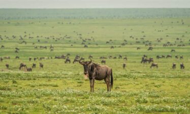 Serengeti National Park