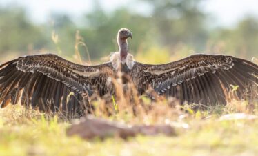 Raw Food Diet Tanzania Safari