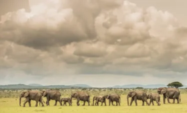 Serengeti-National-Park