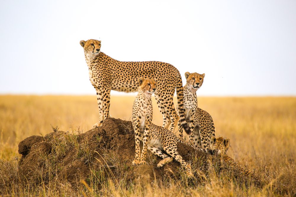 africa safari serengeti