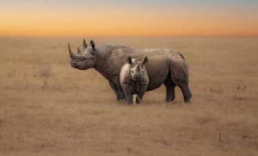 Tanzania Luxury Honeymoon Safari