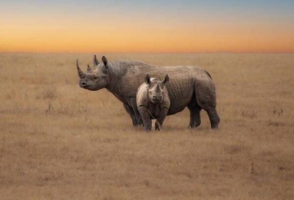 8 Day Tanzania Luxury Safari