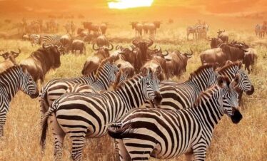 Manyara National-Park