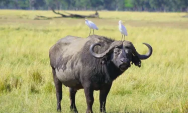 Best Tanzania Local Safari Travel Agency Tour Operator Company