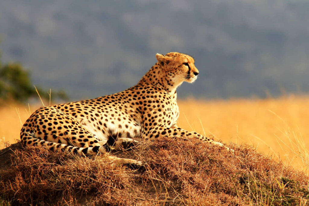 5 Days Tanzania Luxury Safari