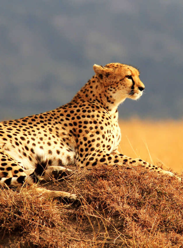 5 Days Tanzania Luxury Safari