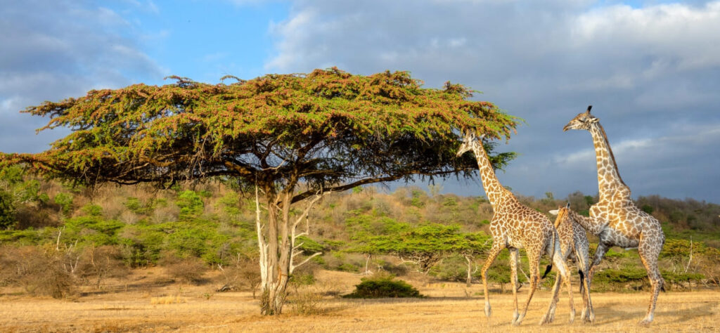 udzungwa National Park