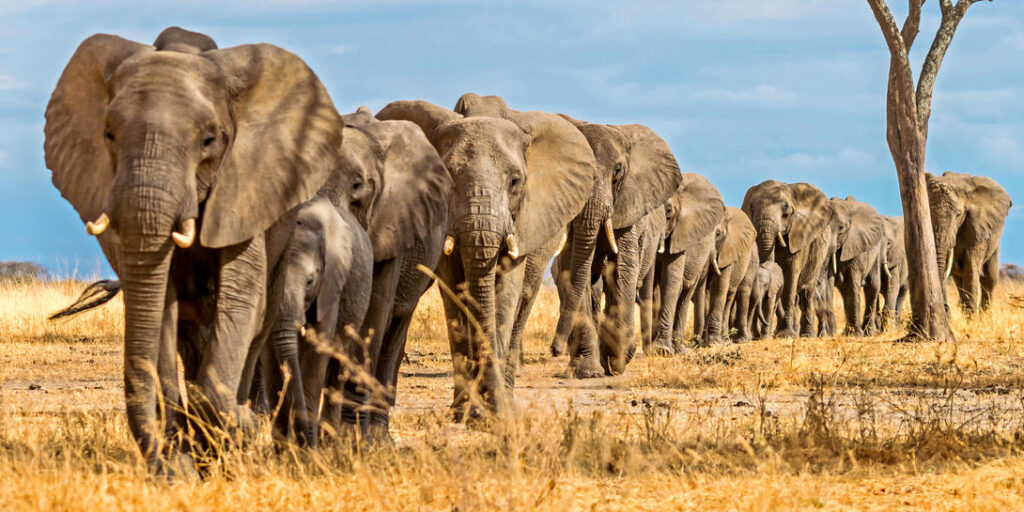 10 Days Tanzania Luxury