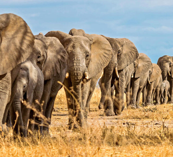 10 Days Tanzania Luxury