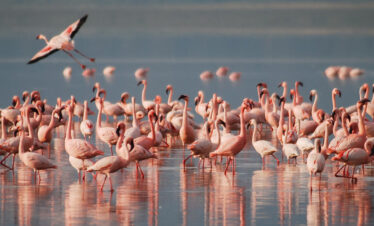Arusha National Park