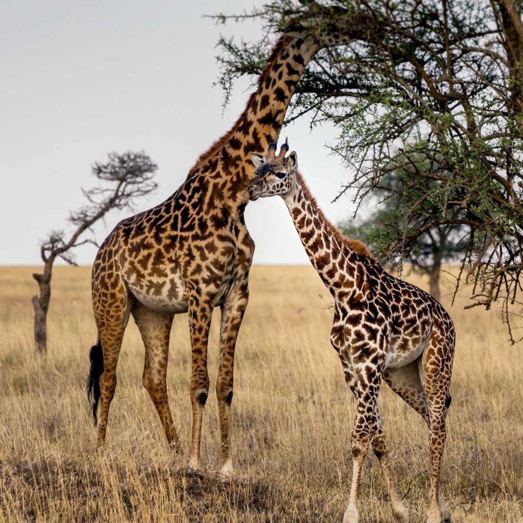 3 Days Tanzania Luxury Safari