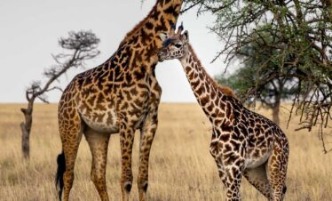 8 Days Tanzania Mid-Range Safari