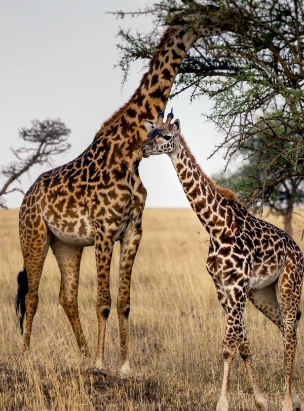 8 Days Tanzania Mid-Range Safari