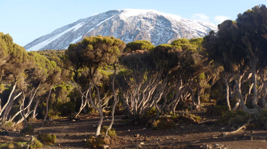 Kilimanjaro Mountain Climbing &Trekking