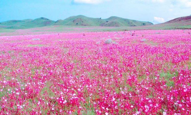 Kitulo National Park