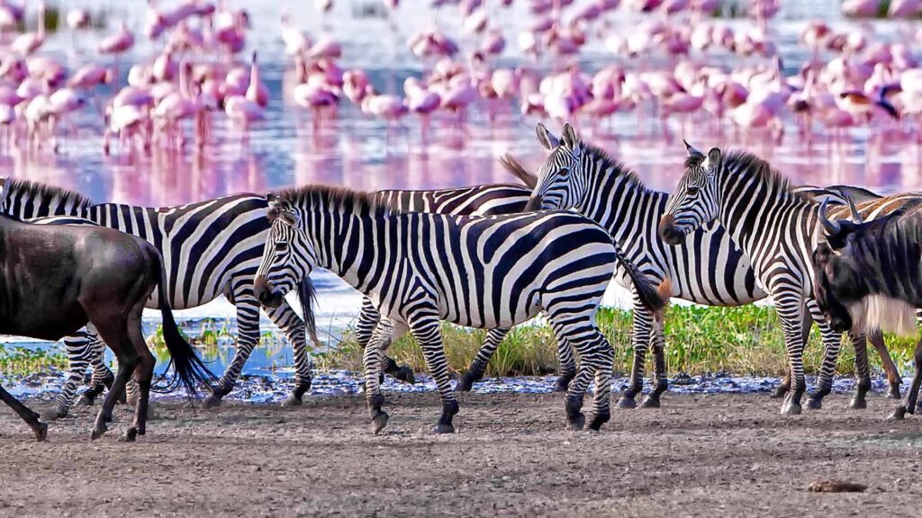lake-manyara-1-day-trip