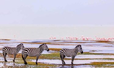 Tanzania And Kenya Safari