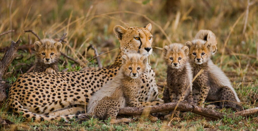 Tanzania Safari with German Speaking Guide