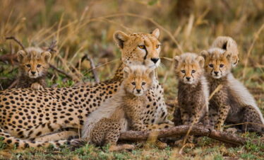 Affordable Safari In Tanzania