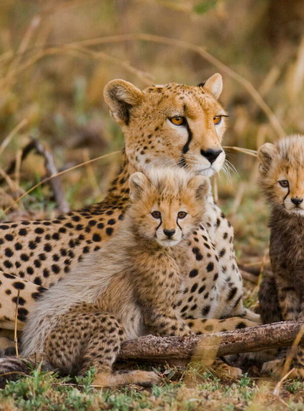 Affordable Safari In Tanzania