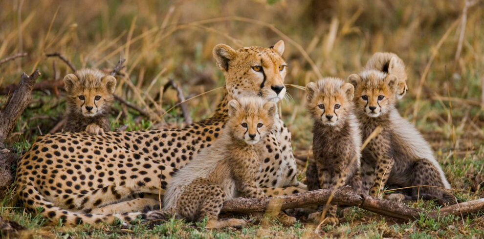 Tanzania Safari with German Speaking Guide