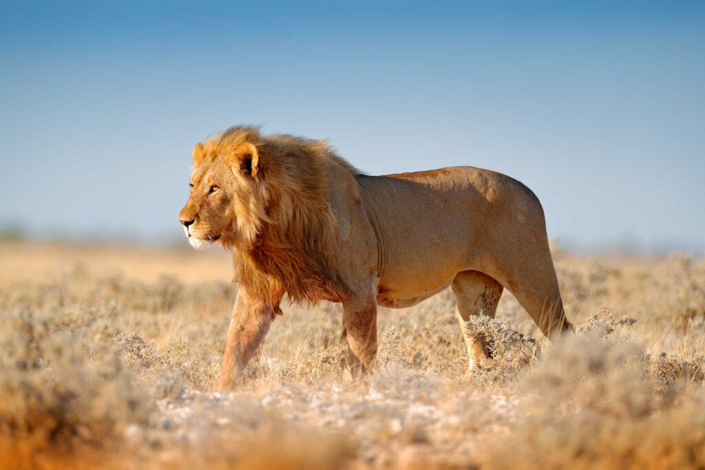 Tanzania Eco-Friendly Safaris