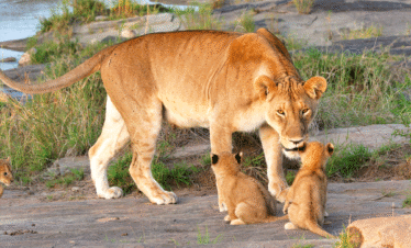 Vacation To Tanzania