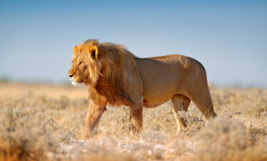 Tanzania Eco-Friendly Safaris